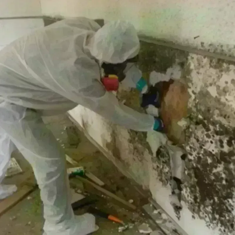 Mold Remediation and Removal in Warrenton, NC